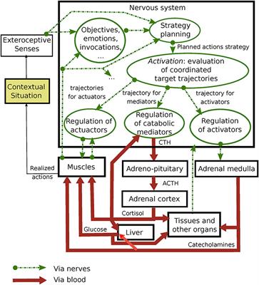 Acute Stress Assessment From Excess Cortisol Secretion: Fundamentals and Perspectives